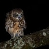Sovka bubuk - Ninox boobook - Southern Boobook 5955